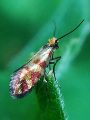 Micropterix tunbergella