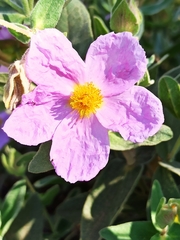 Cistus albidus
