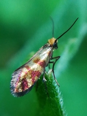 Micropterix tunbergella
