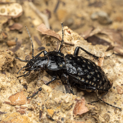 Carabus variolosus