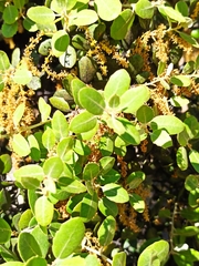 Quercus rotundifolia