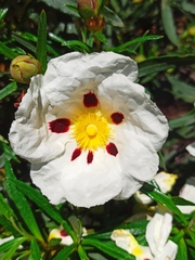 Cistus ladanifer