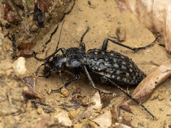 Carabus variolosus