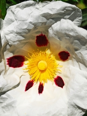 Cistus ladanifer