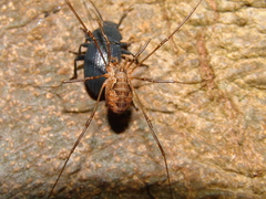 Dasylobus graniferus
