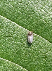 Insecta