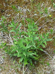 Lithospermum parviflorum