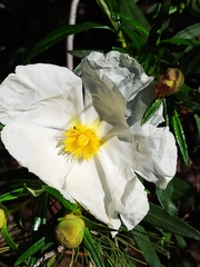 Cistus ladanifer