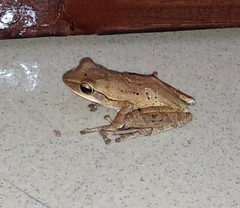 Polypedates leucomystax