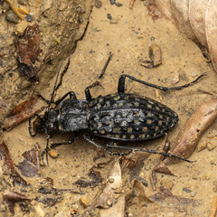 Carabus variolosus