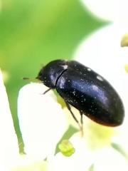 Attagenus pellio