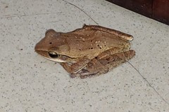 Polypedates leucomystax