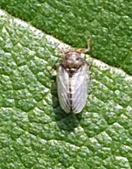 Insecta