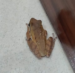 Polypedates leucomystax