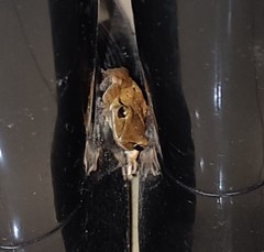 Polypedates leucomystax