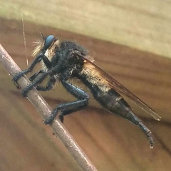 Promachus painteri