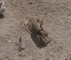 Minuca longisignalis