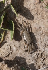 Minuca longisignalis