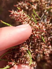 Tamarix parviflora