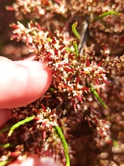 Tamarix parviflora
