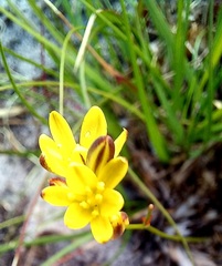 Eriospermum schlechteri