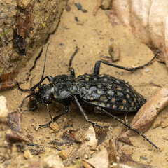 Carabus variolosus