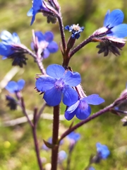 Anchusa azurea