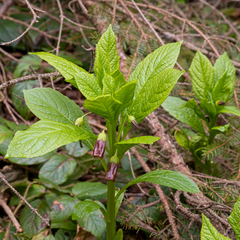 Scopolia (Scopolia)