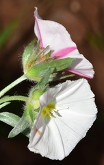 Convolvulus lanuginosus