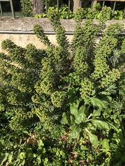 Euphorbia