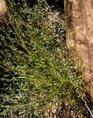 Cordylostigma virgatum