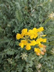 Coronilla minima