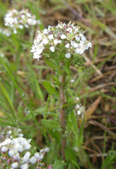 Lepidium heterophyllum