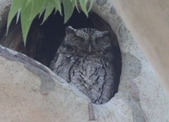 Megascops trichopsis