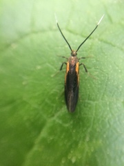 Mathildana newmanella