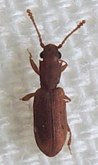 Silvanoprus angusticollis