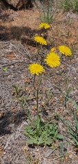Crepis pterothecoides