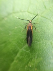 Mathildana newmanella