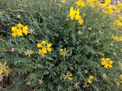 Coronilla minima