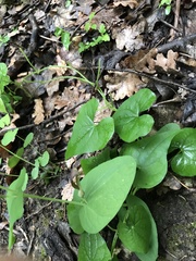 Aristolochia rotunda