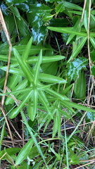 Fritillaria camschatcensis