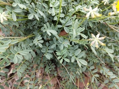 Coronilla minima
