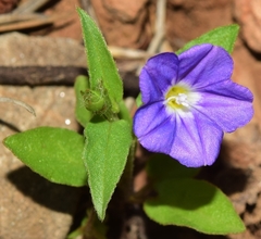 Convolvulus siculus