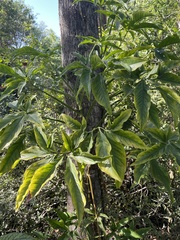 Syngonium angustatum