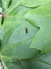 Mathildana newmanella