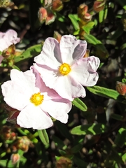 Cistus × skanbergii