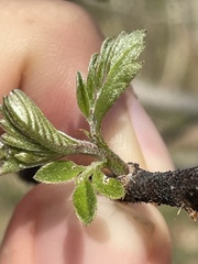 Robinia viscosa hartwigii