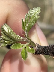 Robinia viscosa hartwigii