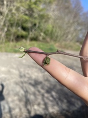 Robinia viscosa hartwigii