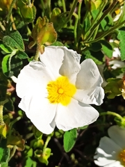 Cistus salviifolius